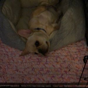 Meet your Posher, Adam